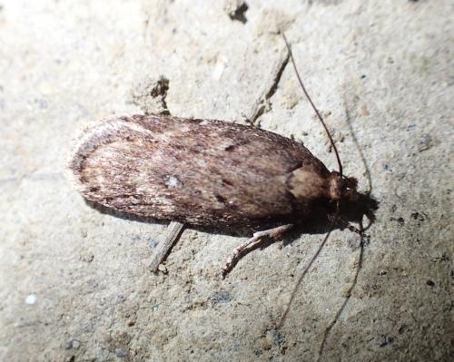 Réf. 192 644 : Depressaria albipunctella